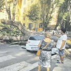 Crolla un albero a Monteverde: paura in strada
