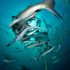 Faccia a faccia con decine di squali in Sudafrica: le foto di un lettore del Messaggero