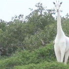 Bracconieri uccidono due rarissime giraffe bianche, erano mamma e cucciolo