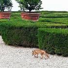 Roma, ecco i due cuccioli di volpe nati a Villa Pamphilj