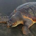 Mangiano carne di tartaruga velenosa: tra i sette morti anche un bambino