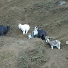 Rocca di Papa, capre e agnellino intrappolati da 21 giorni sulla montagna di lapillo dell'ex cava