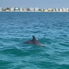 Gita in barca con la famiglia, i delfini arrivano quasi a riva e danzano intorno a loro Video