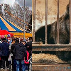 Russia, orso furioso attacca il direttore del circo di fronte ai bambini: l'animale viene sedato e costretto a esibirsi