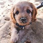 Entra con il cane sporco di sabbia in banca: "Mi hanno fatto pulire"
