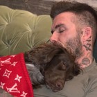 David Beckham, il suo cane Olive dorme con una coperta di Vuitton da oltre 5mila euro