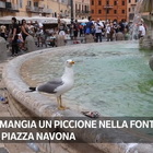 Roma, gabbiano mangia un piccione nella Fontana dei Fiumi a Piazza Navona