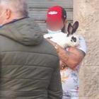 Sorpreso nel centro di Fondi si giustifica: «Porto a spasso il mio coniglio». Multato dalla polizia