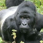 Covid, tre gorilla positivi allo zoo di San Diego: sono i primi della loro specie a venire contagiati