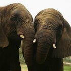 Elefanti, vietato guidarli in stato di ebbrezza: la nuova legge dello Sri Lanka