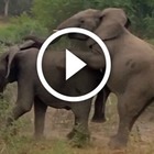 Elefante eccitato e molto sfortunato: prova ad accoppiarsi ma qualcosa va storto davanti ai turisti