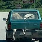Torino, sei pecore nel bagagliaio della Panda: «Non sapevo come trasportarle»