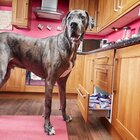 È morto Freddy, il cane più alto del mondo: “in piedi” misurava 2,26 metri