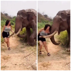 Turista infastidisce un elefante selvaggio: caricata con la probiscide e lanciata via, il video choc