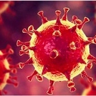 La «tana» del virus nell'organismo