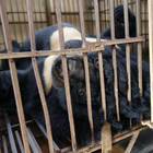 Coronavirus, la Cina raccomanda una cura a base di bile di orso: scoppia la polemica