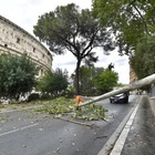 Bomba d’acqua su Roma, paura al Colosseo: albero cade sulla strada vicino ai turisti