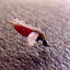 Malaria, due casi a Napoli