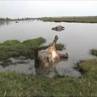 La strage degli ippopotami, più di 100 esemplari morti nel fiume: cosa sta succedendo in Namibia
