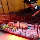 Mamma gatta e quattro cuccioli salvati dai carabinieri nel Padovano