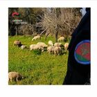Roma, i carabinieri ritrovano un gregge di sessanta pecore: era stato rubato