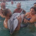 Delfino ferito a riva su una spiaggia pugliese, i bagnanti lo tengono in braccio