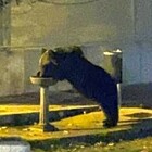 Abruzzo, l'orso goloso sfonda la vetrina della pasticceria e ruba tutti i biscotti