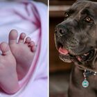 Neonato scoppia a piangere e il cane di famiglia lo attacca: bimbo in ospedale
