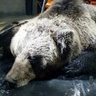 Trovato morto l'orso M62, era in stato di decomposizione: ira degli animalisti
