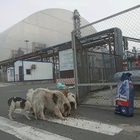 «Chernobyl, i cani hanno subìto mutazioni genetiche»: lo studio 37 anni dopo l'incidente nucleare