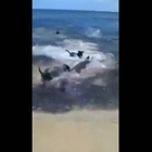 Cani attaccano due grossi squali a pochi metri dalla spiaggia Video