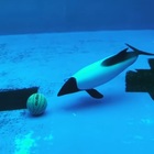 Delfino lasciato solo nella vasca dell'acquario in Giappone: una palla bucata per un triste gioco