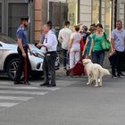Cane nel bagagliaio dell'auto sotto il sole: i carabinieri lo salvano e denunciano il proprietario