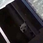 Cucciolo di cane cade in una tomba a Cisterna di Latina, così l'hanno salvato Video
