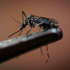 Dengue, allarme in Italia
