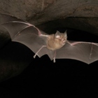 Allarme di “Nature”: trovati parenti del coronavirus nei pipistrelli in Giappone e Cambogia