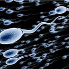 Pillola per uomini che blocca gli spermatozoi: può essere assunta prima di un rapporto. «Testata con successo sui topi»