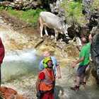 Due mucche salvate dal torrente vicino a Malga Federa: recuperate dall'elicottero