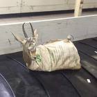 Una gazzella impacchettata spunta fra trolley e valigie: choc all'aeroporto