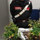 Trasforma il salone di casa in una serra di cannabis, arrestato 23enne
