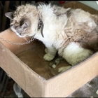 Pordenone, morta la gattina Nina, ha vissuto incatenata per anni in una scatola. Denunciato il proprietario