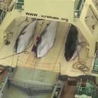 In Giappone dopo oltre 30 anni riparte la caccia alle balene. Ira del Wwf
