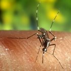 Come le zanzare scelgono chi pungere: "hai il sangue dolce" è solo un luogo comune