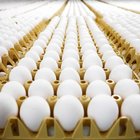 Aviaria, Hong Kong ora blocca le importazioni di pollo e uova da Milano