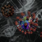 Coronavirus, ricostruite le mutazioni: «Non è diventato più aggressivo»