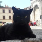 Nerone, il gatto andato a morire nell'officina del proprietario scomparso tre anni fa. Quartiere in lutto: «Sempre nei nostri cuori»