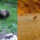 Lupo azzanna turista in Abruzzo, orsi "a passeggio" in Trentino: come comportarsi se incontrate uno di questi animali