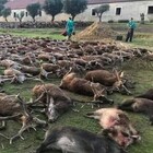 Portogallo, massacrati 540 cervi e cinghiali