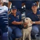 Napoli, la polizia salva un labrador abbandonato sotto al sole in auto