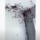 «Mamma ci sono dei ragni in camera», la scena filmata dalla make up artist lascia senza parole